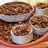 Grasshoppers Can Be Street Meat, Too!